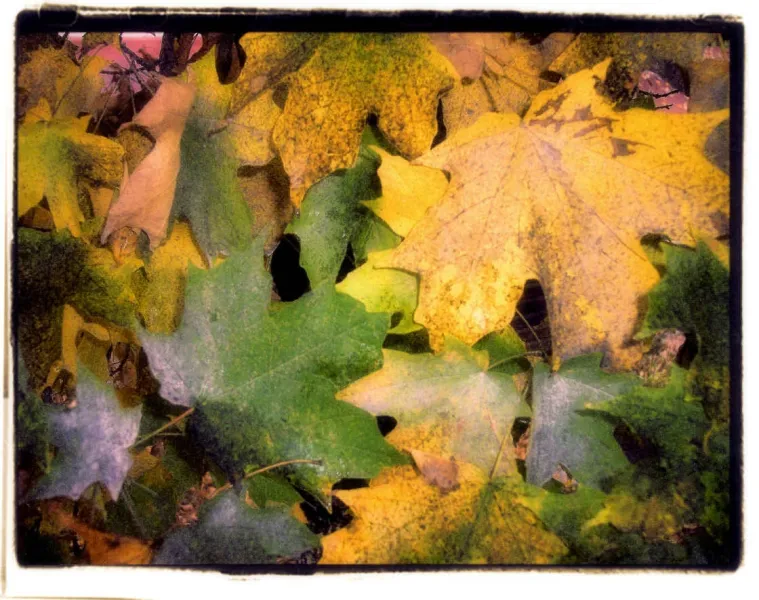 Autumn Leaves