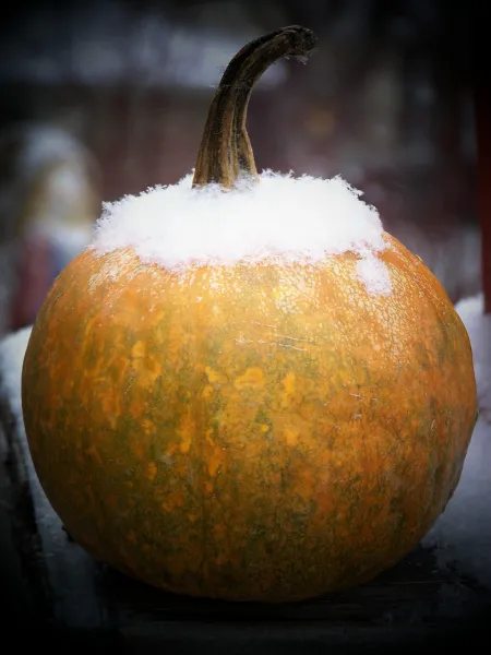Pumpkin dusted in snow