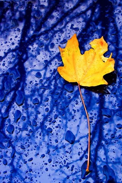 Yellow Leaf, Blue Car