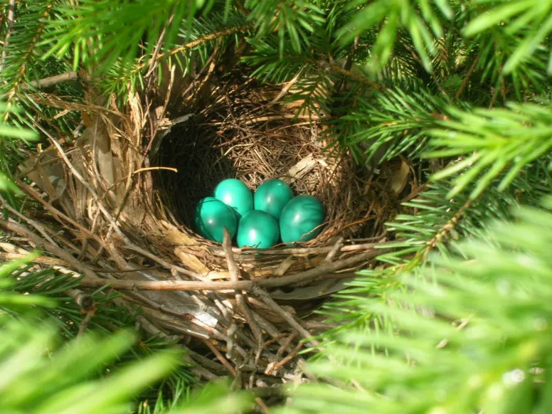 Robin Eggs