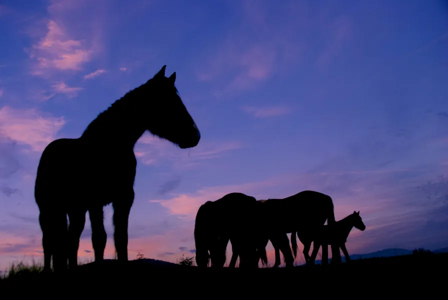 Sunset at Coyote Springs