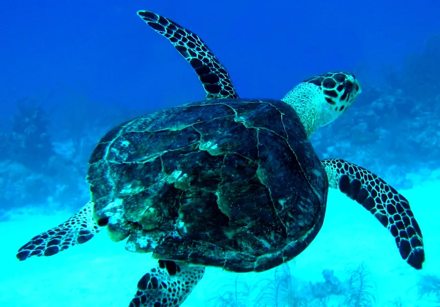 Turtle off Cayman Brac