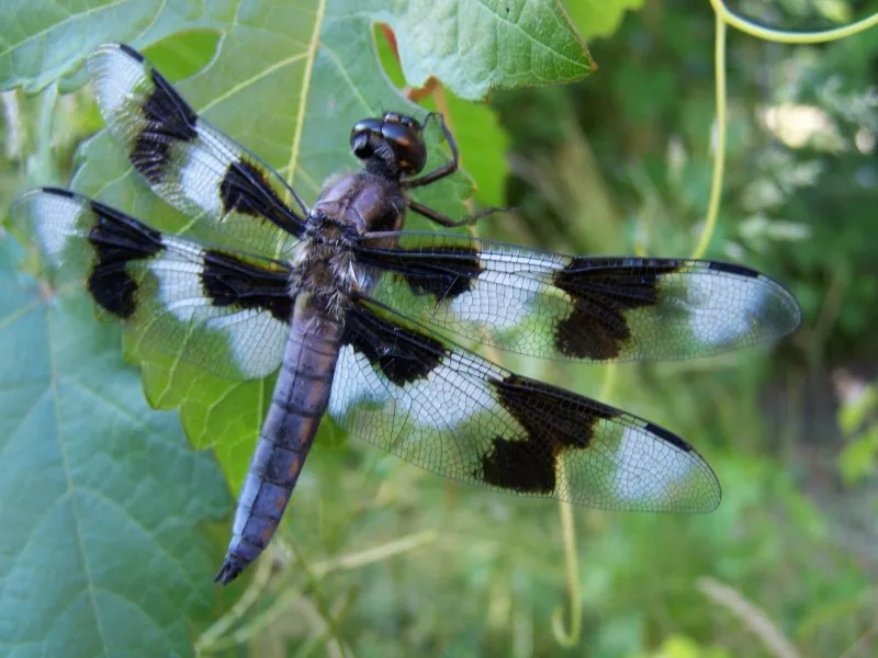 Dragonfly