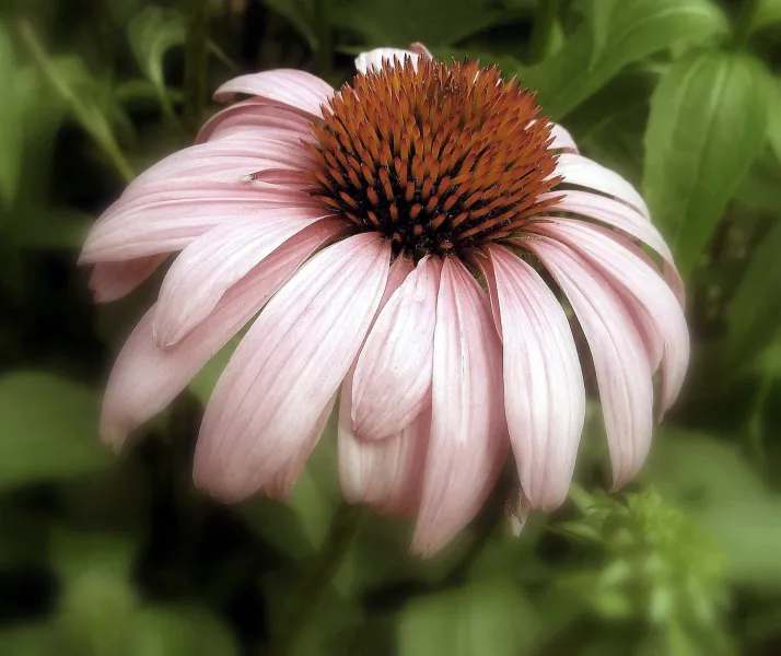 Cone Flower