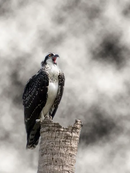 Young Baby Osprey