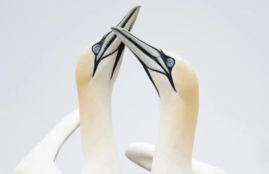 Northern Gannets Fencing