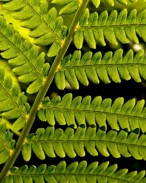 Backlit Fern