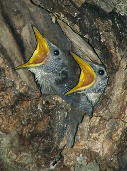 Baby European Starlings
