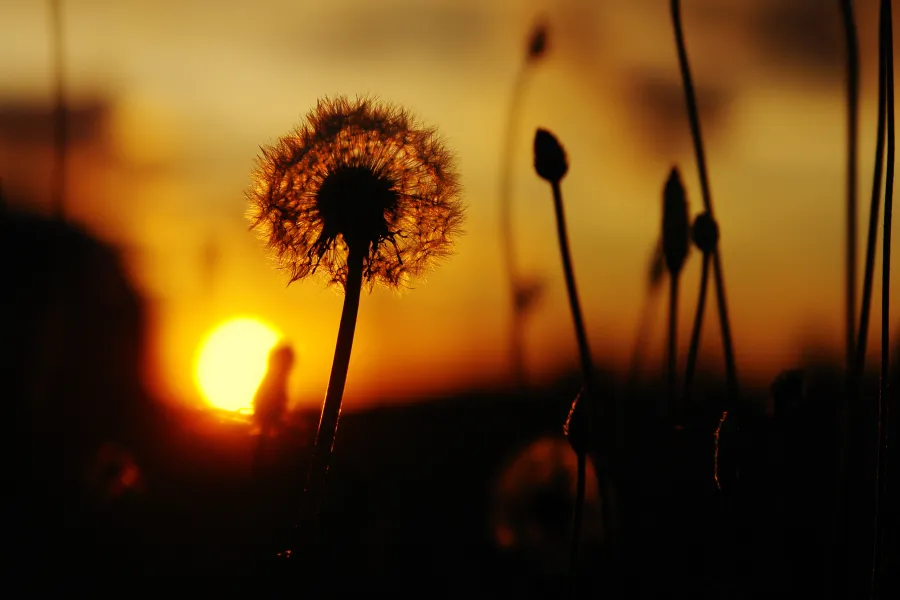 Dandelion Sunset