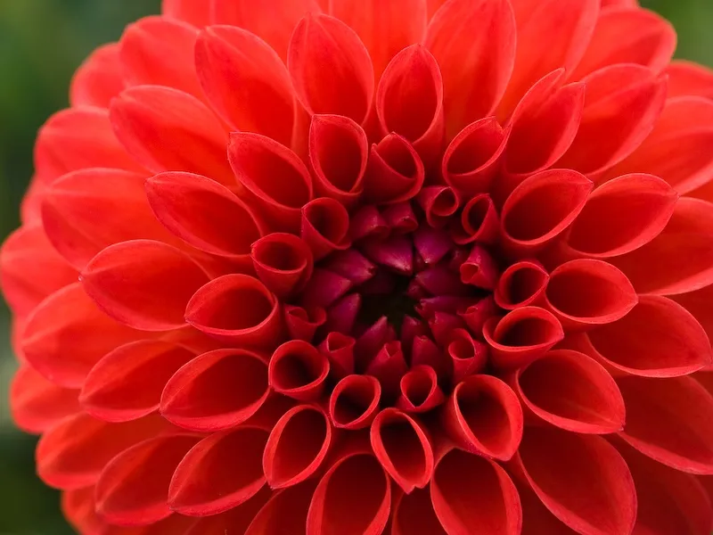 Red is Always Striking