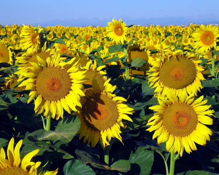 Sunflowers