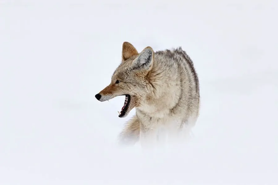Winter Coyote