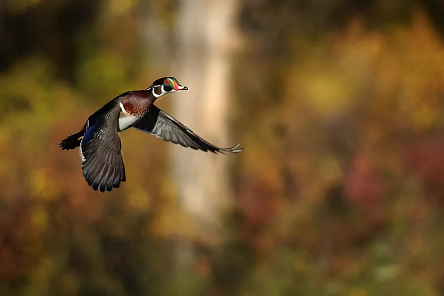 Wood Duck In-Flight