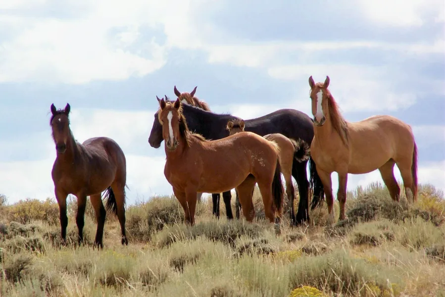 Red Desert Mustangs