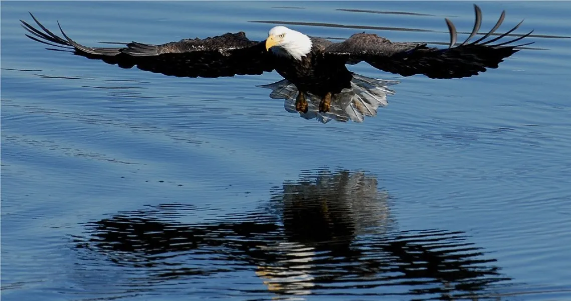 Bald Eagle 'Fishin'