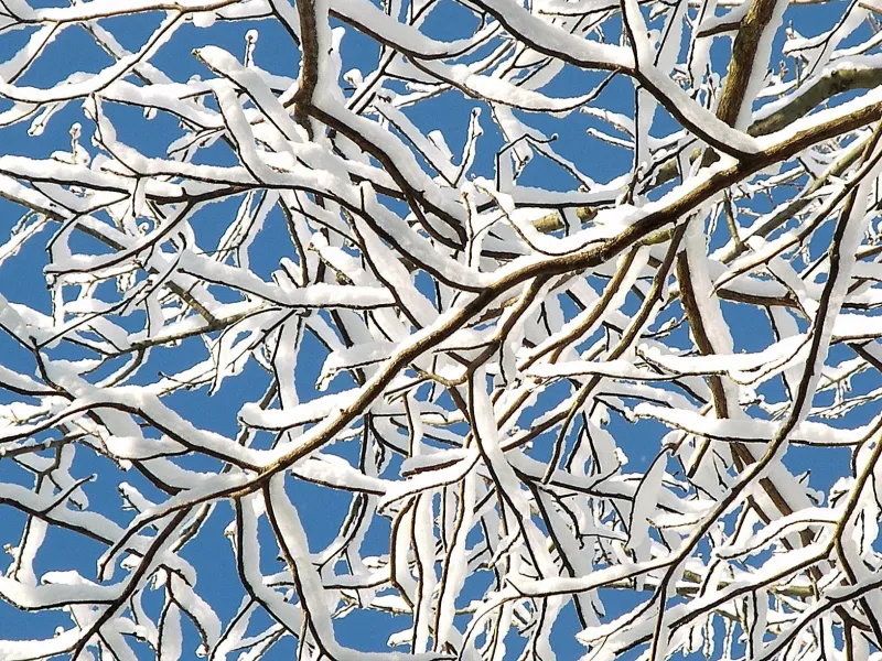 Snow on Bare Branches