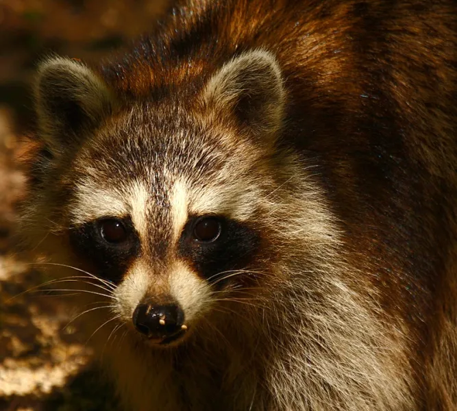 Raccoon