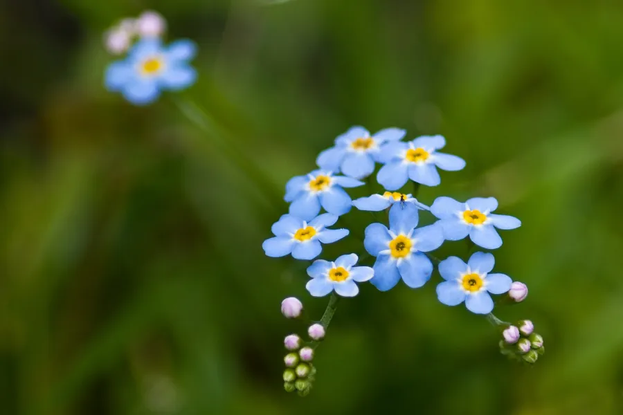 Blue Flowers, Little Bug