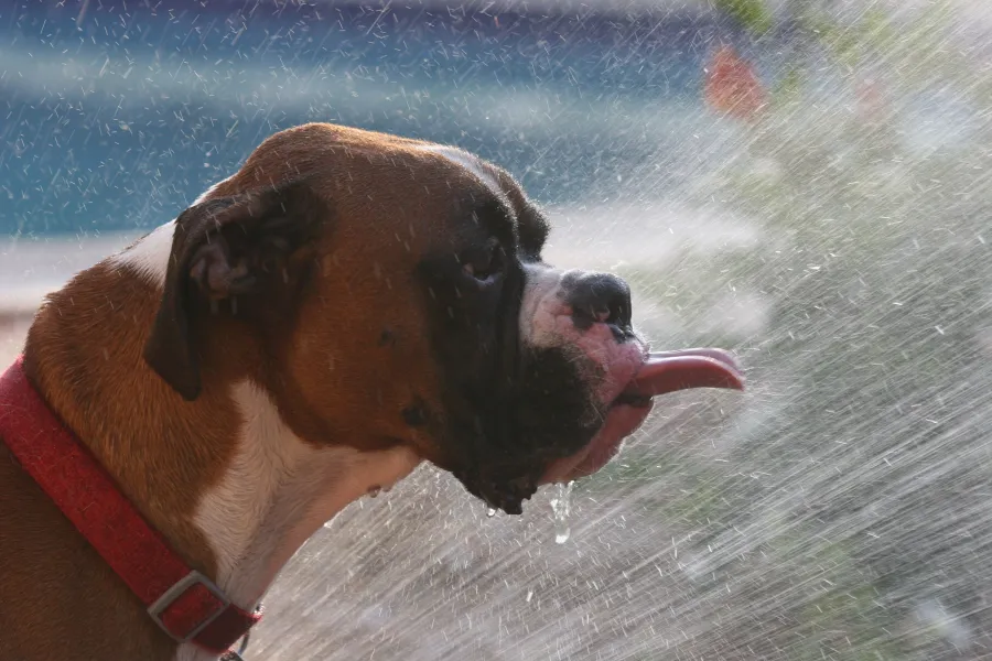 A Cool Drink on a Hot Day