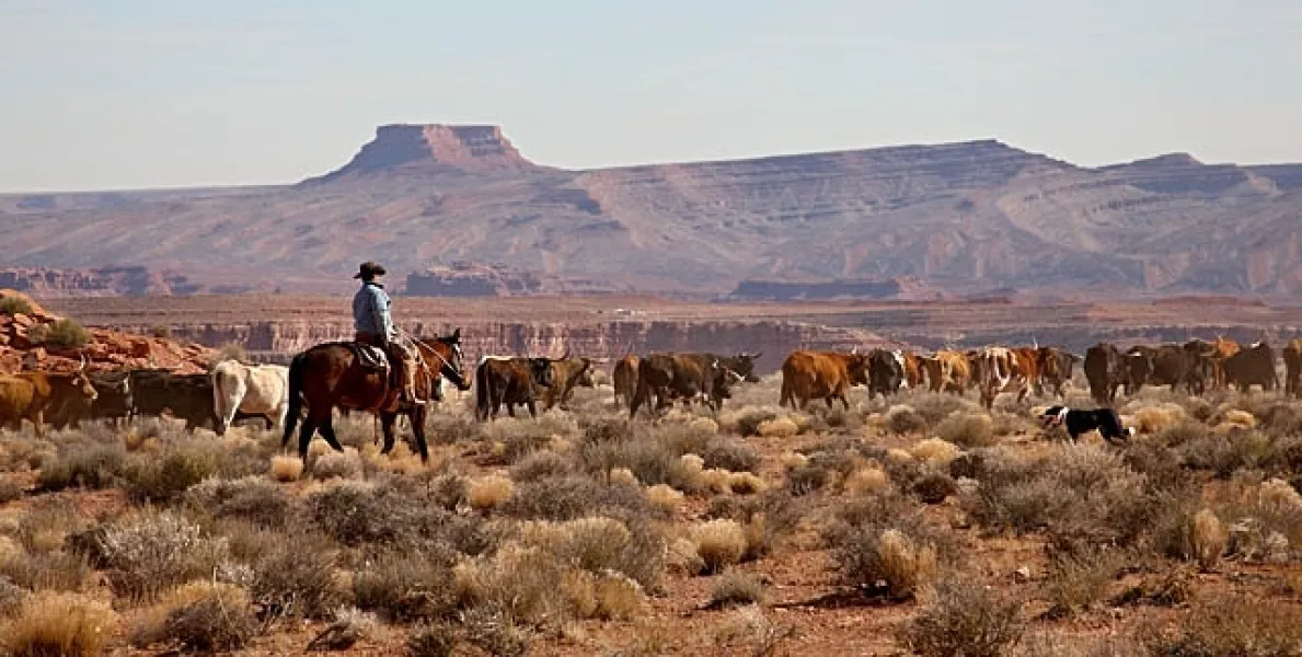 Cattle Drive
