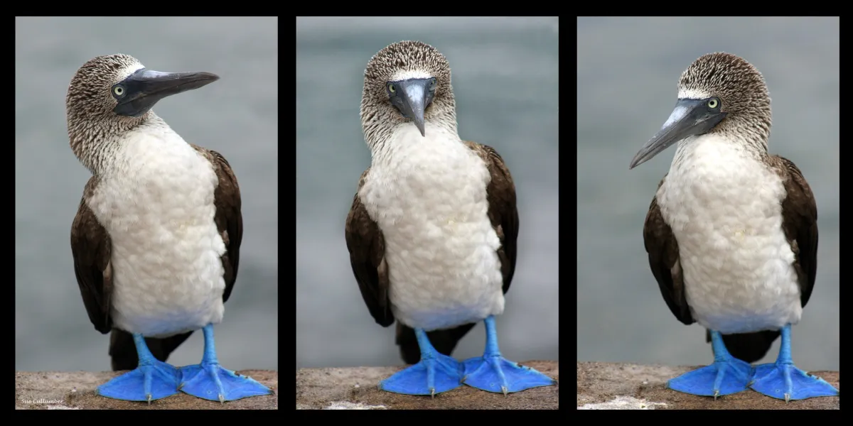 Blue-footed Booby