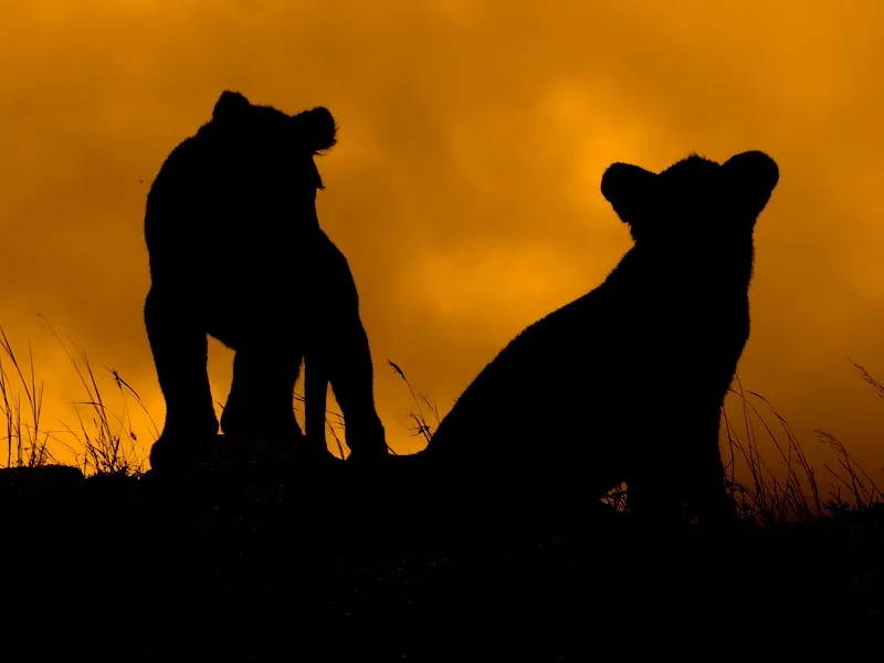 Lion Cubs