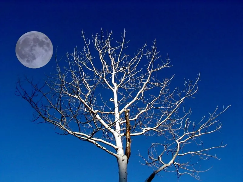 Tree and Moon