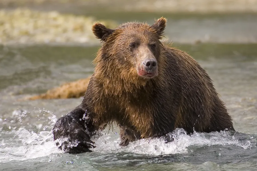 Katmai National Park