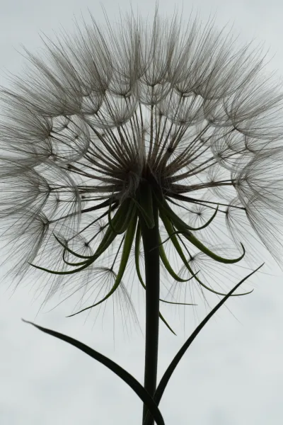 Dandelion