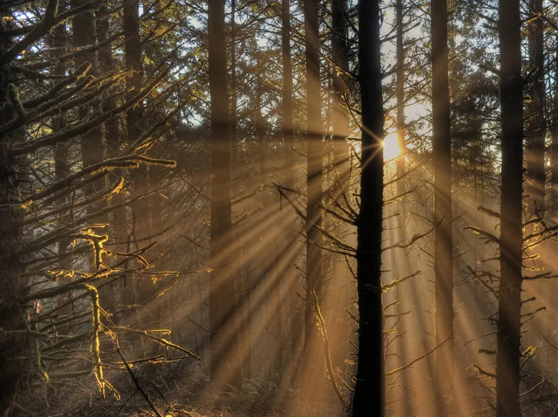 Dance of the Sunbeams