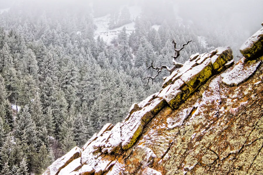 Twisted Tree on Hillside