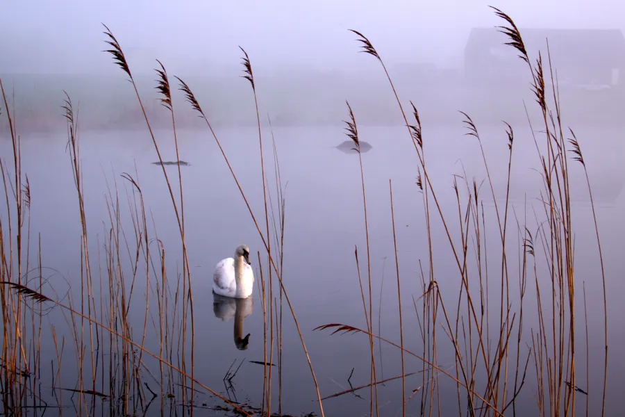 Swan on the North Fork