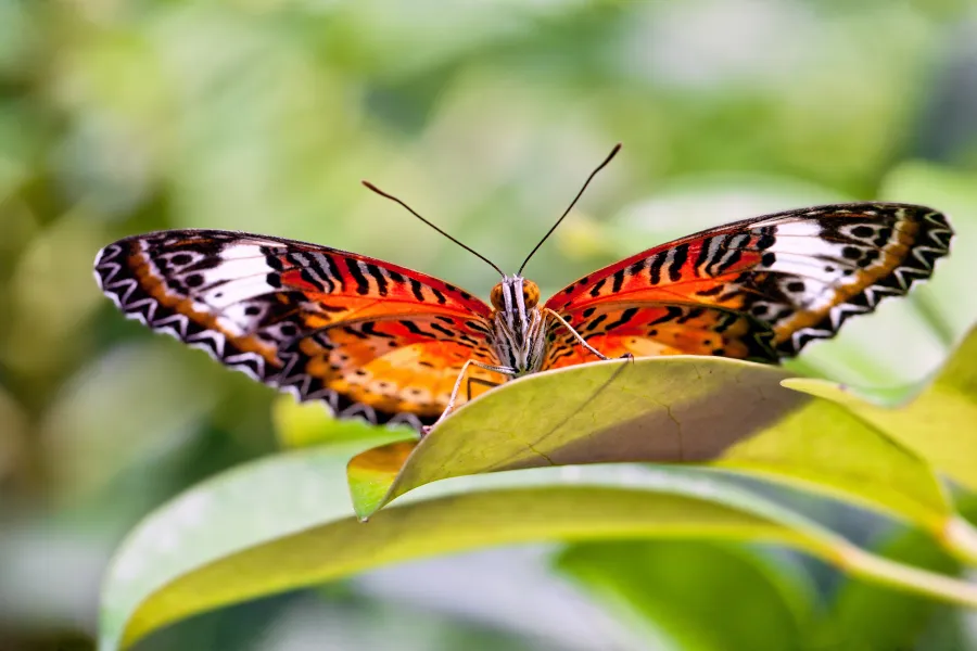 Who's Looking at Whom?