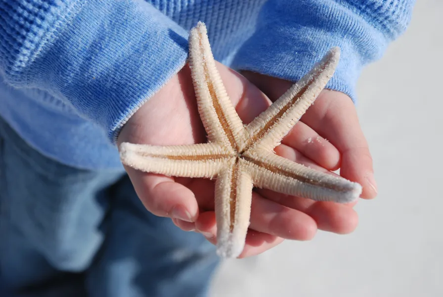 Delicate Starfish