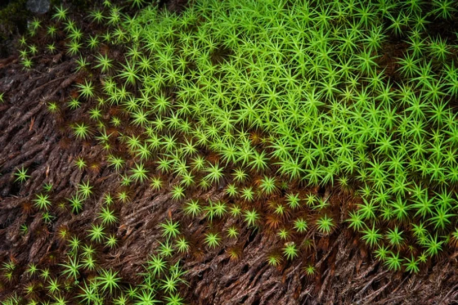 Mossy Stars