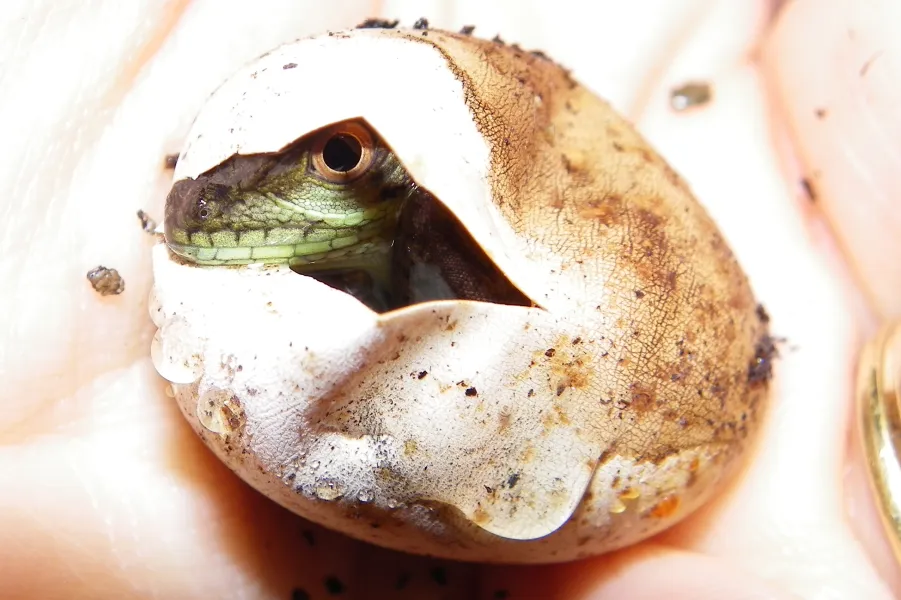 Peeking on the World