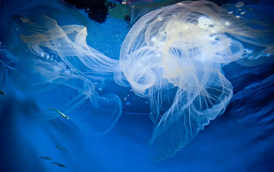 Goosefish Veil of Eggs