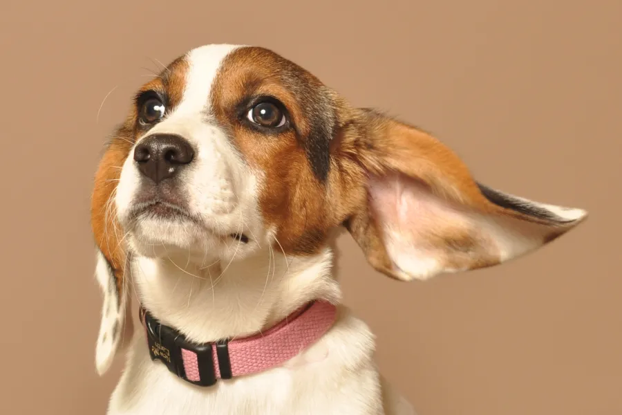 "Speak, I'm all ears"