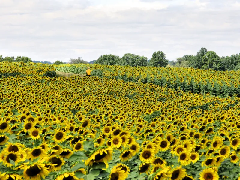 Sun Flower Fields Forever