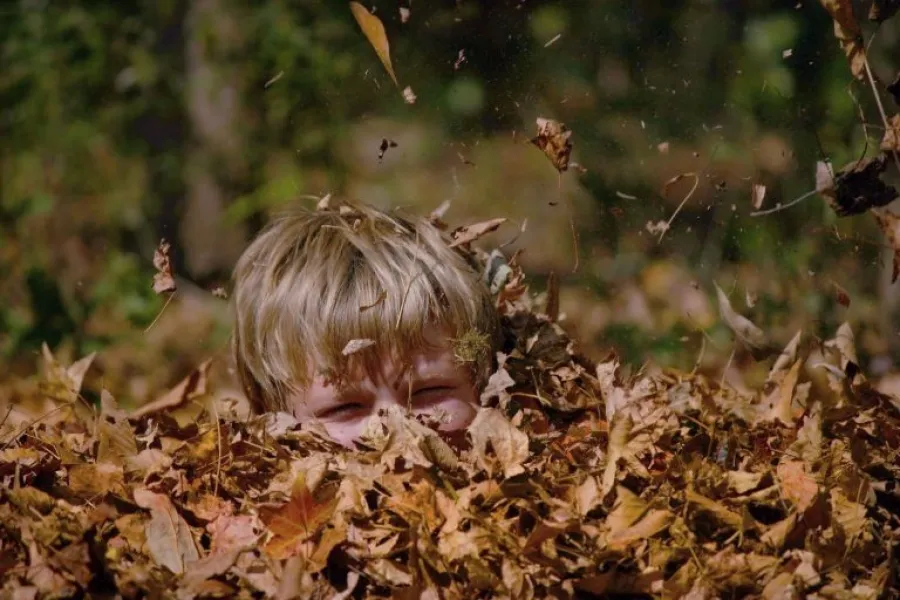 Buried in Leaves