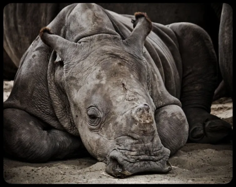 Baby Rhino