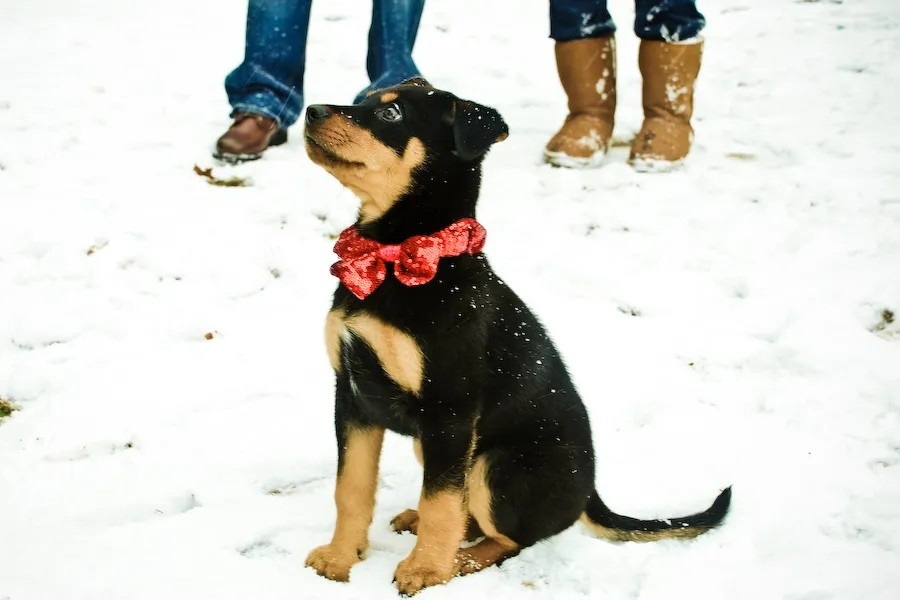 Christmas Puppy