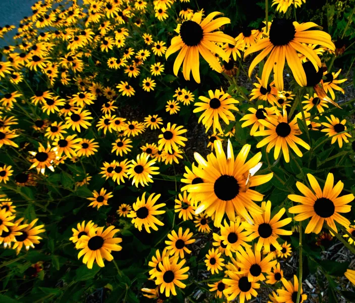 Black-Eyed Susan Blossoms