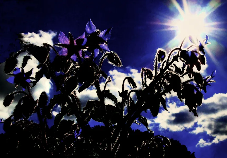 Borretsch im Gegenlicht