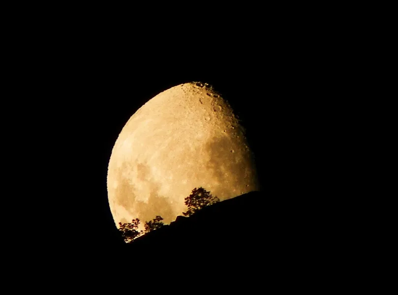 Y las hojas miran la luna