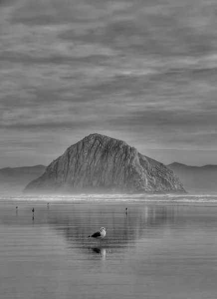 King of the Reflection