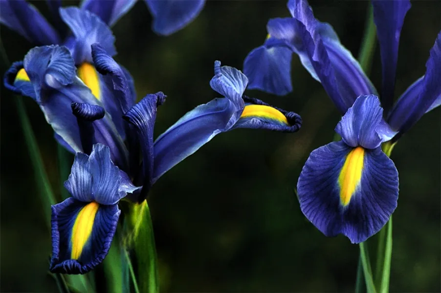 Dance of the Iris
