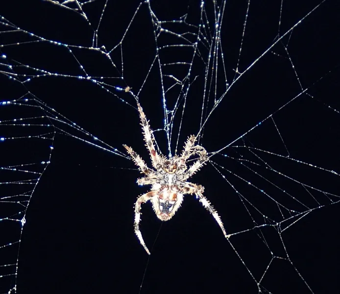 Orb Weaver