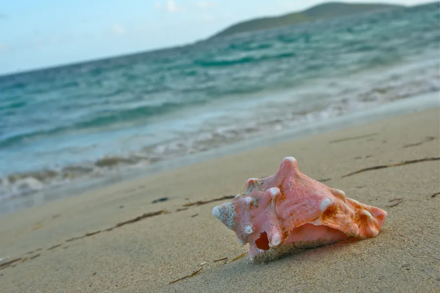 Pink Shell on the Shore.