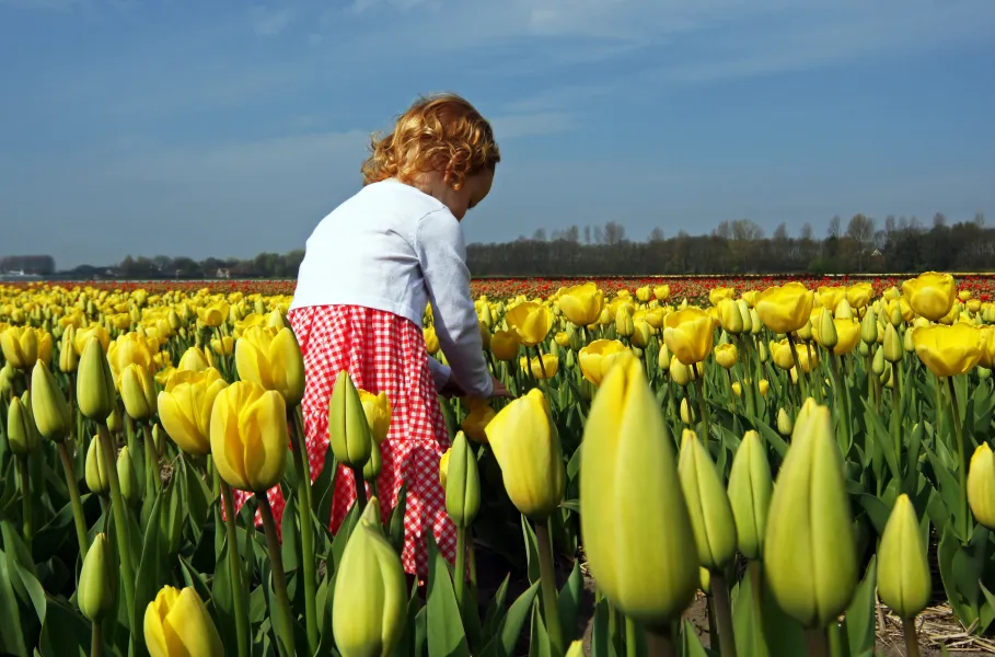 Rose Between Dutch Tulips
